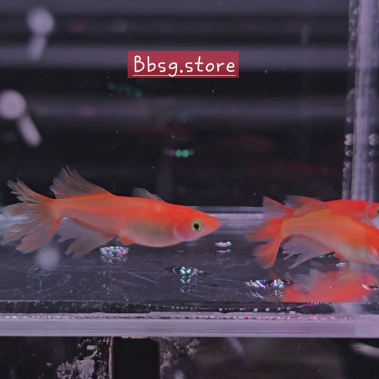 Red Emperor RLF (Real Long Fin)