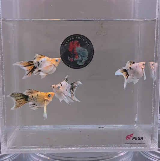 Tri Colour Veil Tail Molly