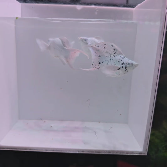 Dalmatian Trio Molly  (Super White Marble)