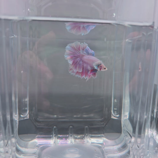 Light Violet Rosetail