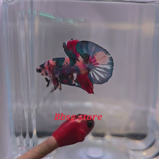 Candy Metallic HMPK (Halfmoon Plakat)