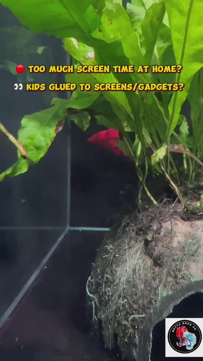 *Special Promo* Betta Tank Set with FREE Betta!