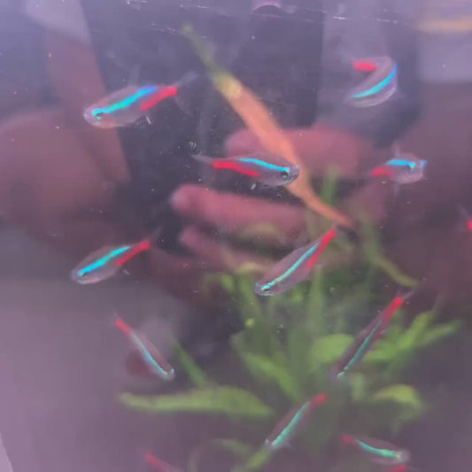 XL Neon Tetra *Super Hardy*