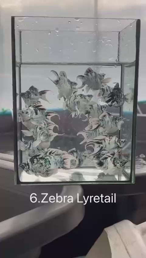 *NEW IN* Zebra Lyretail