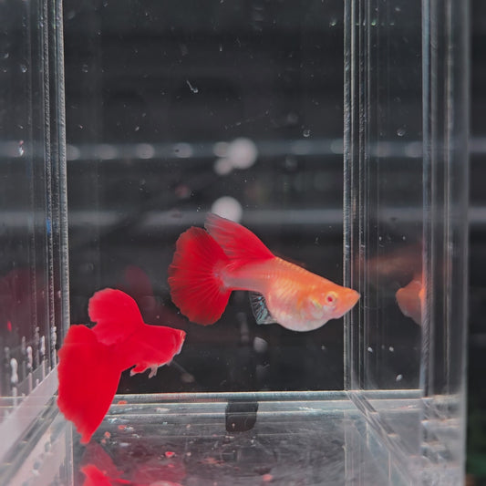 Albino Full Red Guppy