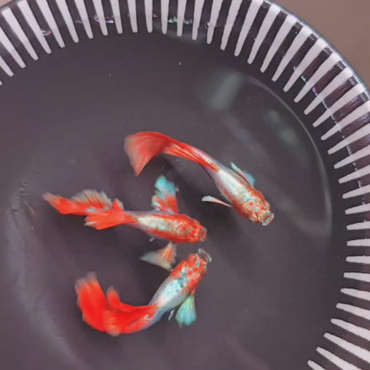 Santa Claus Guppy