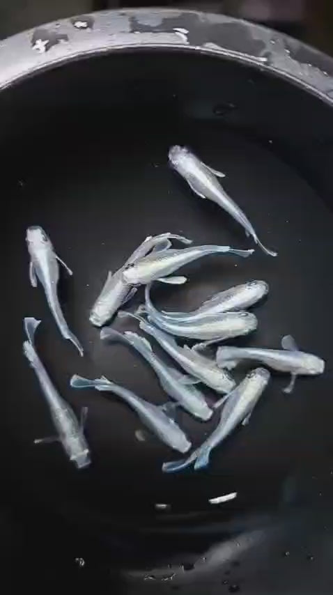 Emekin (Silver Type)