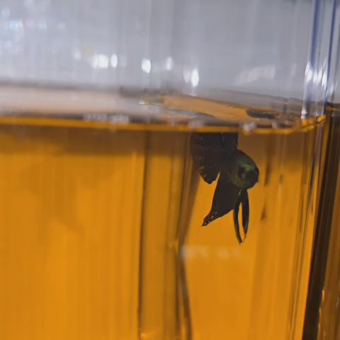 Green Alien Samurai