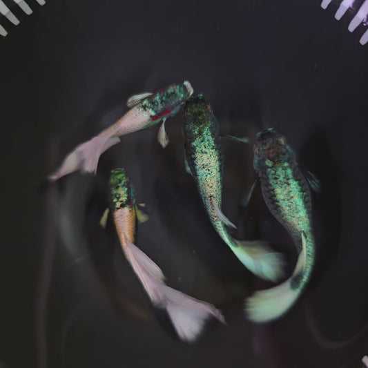 German White Guppy