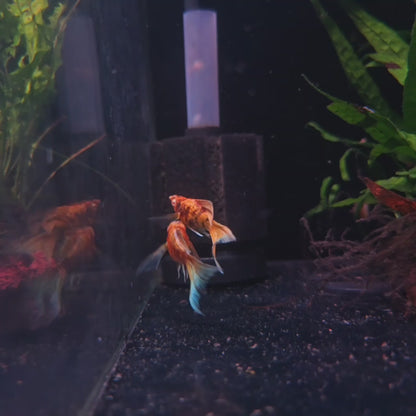 Albino Golden Zebra Veiltail Molly
