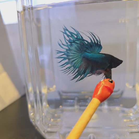Black Head Turquoise King Crowntail