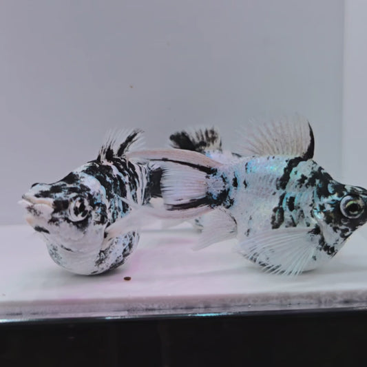 Super Big Mama Zebra Molly