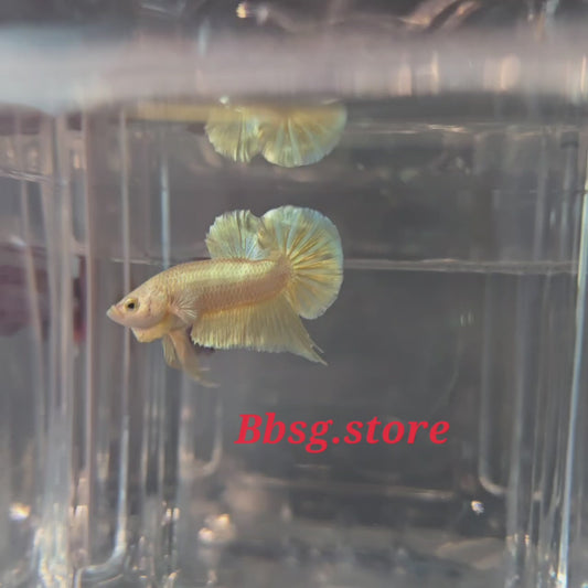 Gold HMPK (Halfmoon Plakat)