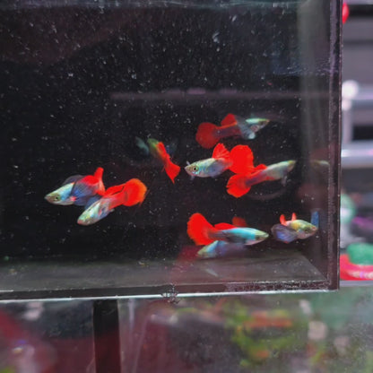 Red Tail Dumbo Guppies
