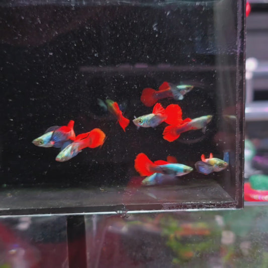 Red Tail Dumbo Guppies