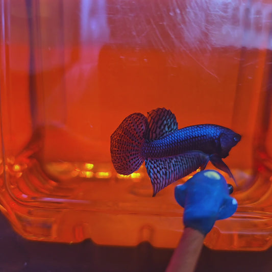 Blue Alien