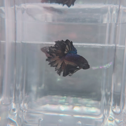 Dark knight rosetail