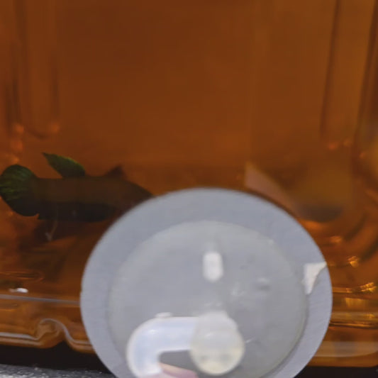 Wild Betta: Persephone