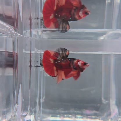 Nemo HMPK