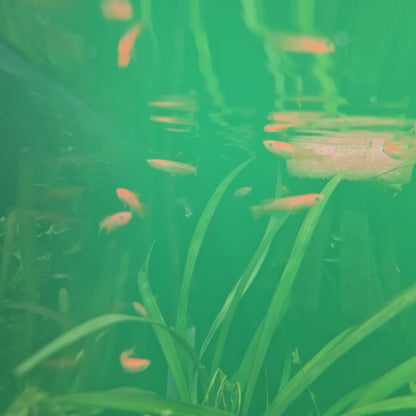 Red Emperor Long Fin