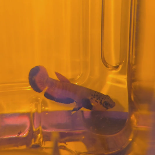 Wild betta: Channoides