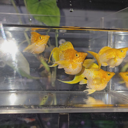 *NEW IN* Lemon Lyretail (Big Size) - Female