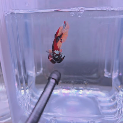 Headgear Black Candy