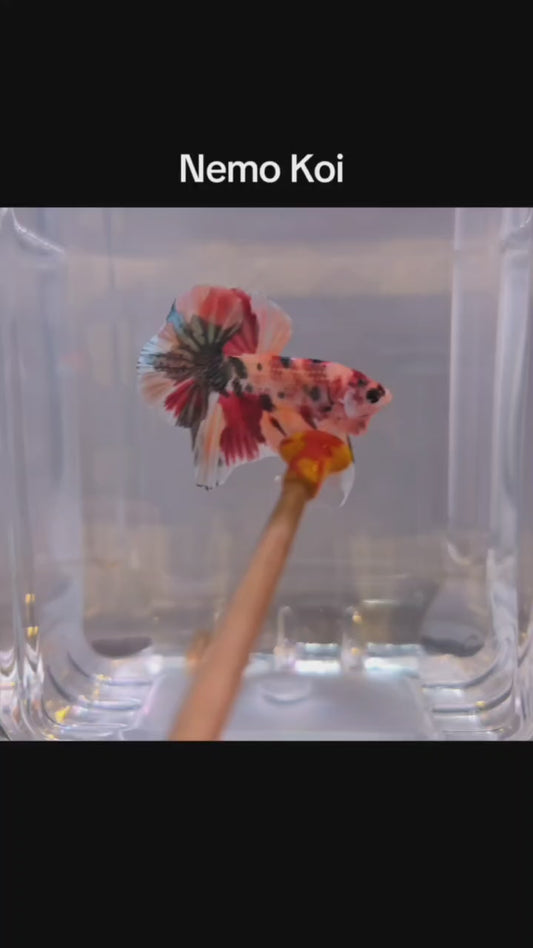 Candy Koi HMPK