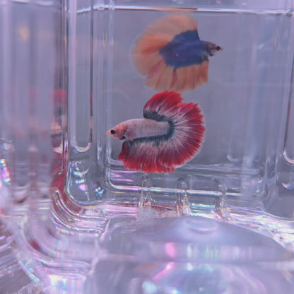Red Mascot Halfmoon