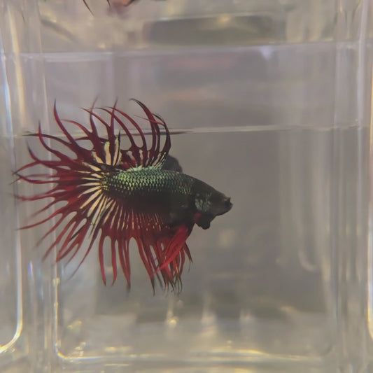 [Pre-Order] Vampire King Crowntail *PREMIUM QUALITY*
