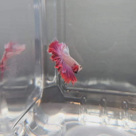 Rosetail #2
