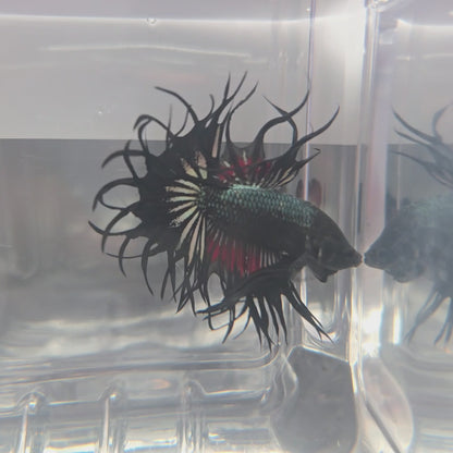 Black Copper Vampire King Crowntail