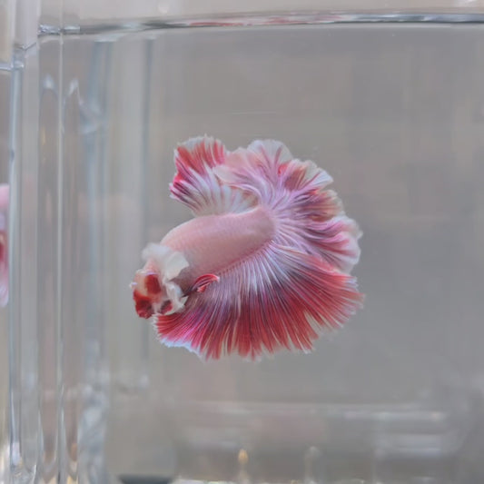 Violet Pink Rosetail - 106