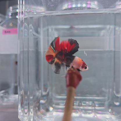 Candy Koi