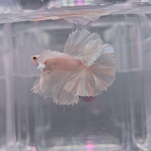 White Dumbo Rosetail