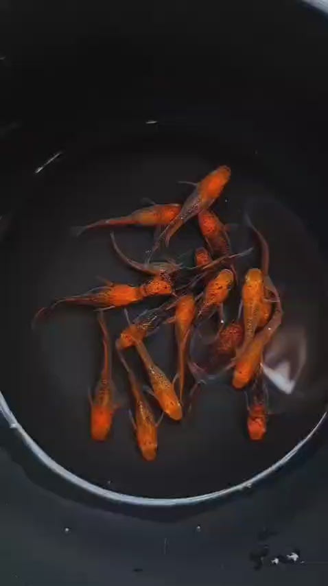 Kaguya Hikari Fins (Top Grade Young Fish)