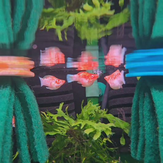 Albino Sakura Molly