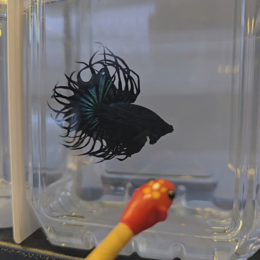 Black Orchid Venom King Crowntail