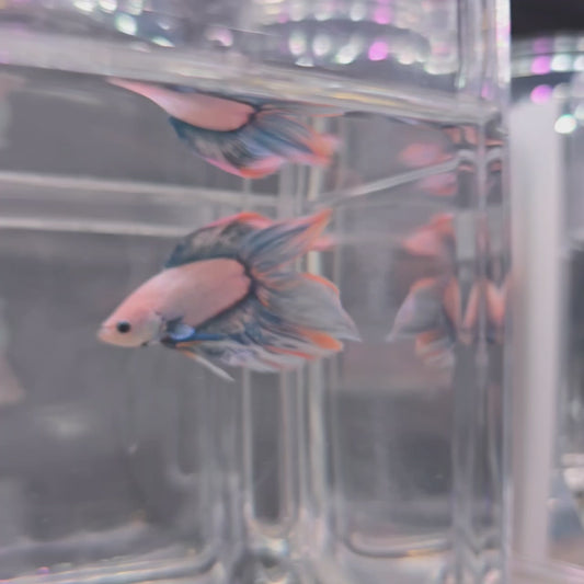 Blue Double Tail Veiltail