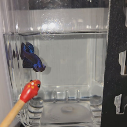 Wild Hybrid Blue Alien