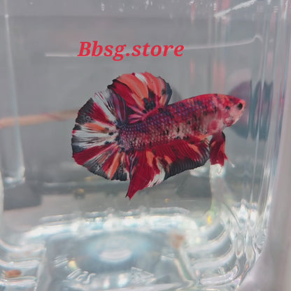 Multicolor Giant