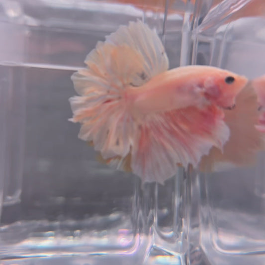 Pink Feathertail - 103