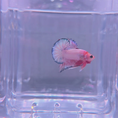 Pink orange fancy