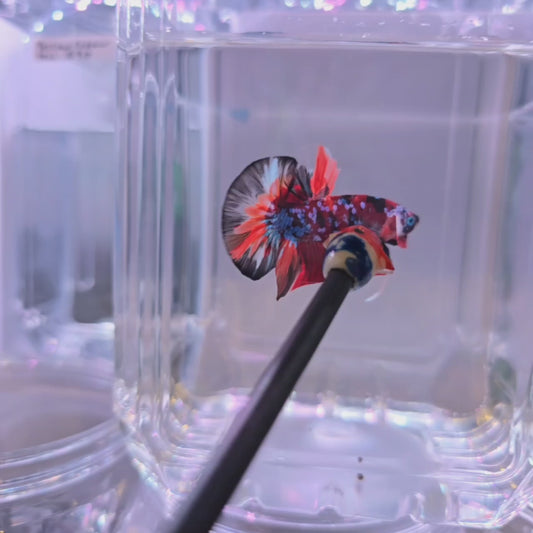 Red Galaxy Koi with Super Tail