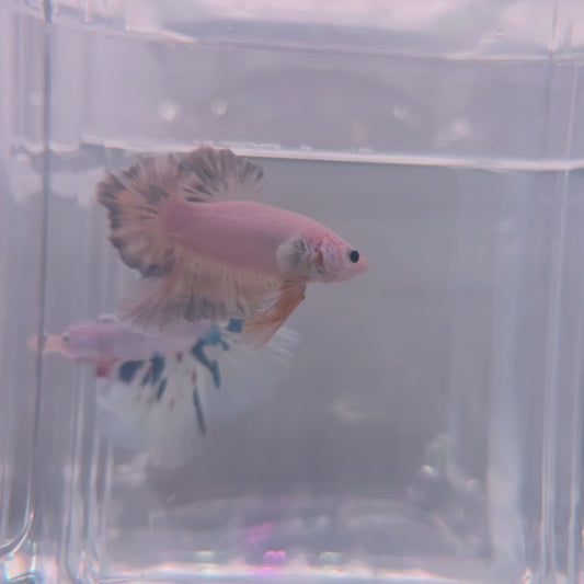 Pastel Blue HMPK