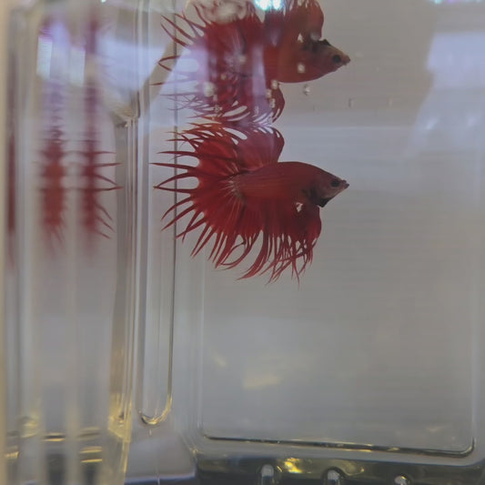 Fire Red King Crowntail