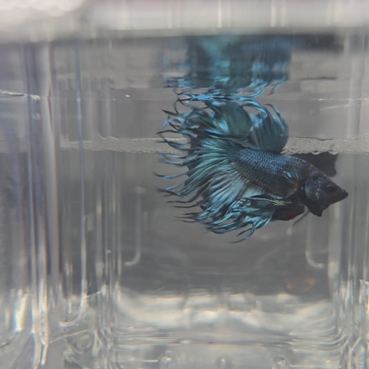 Grey blue King Crowntail