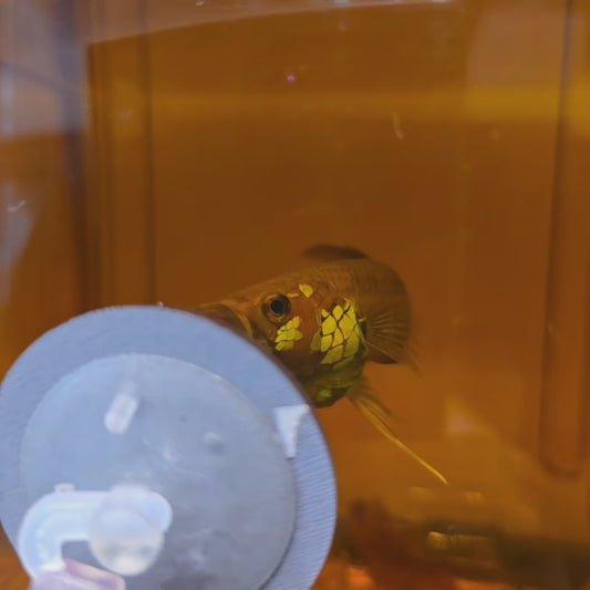 Wild Betta Sp. Magi (Newly Discovered)