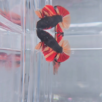 *Top Form* Fire Nemo