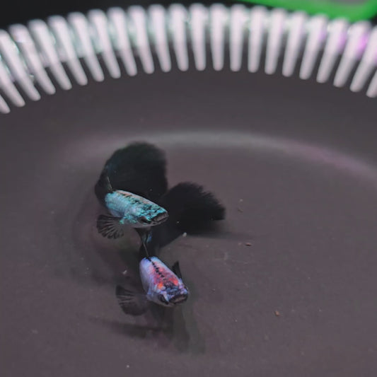 Silverado Green / Blue / Purple Male Guppy